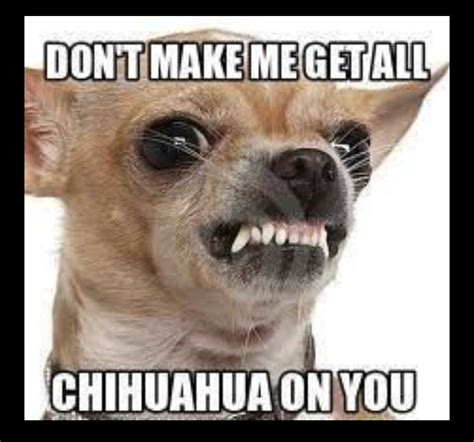 Amazing Aggressive Chihuahua Meme
