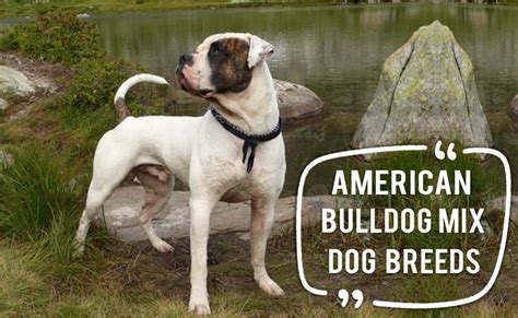 Amazing American Bulldog Mix