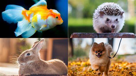 Amazing Animals To Pet