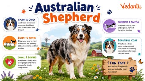 Amazing Australian Shepherd Facts