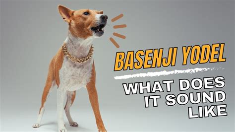Amazing Basenji Bark
