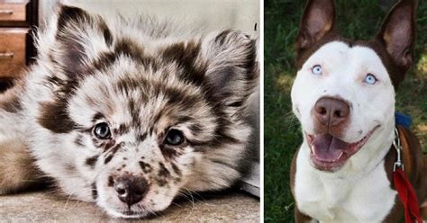 Amazing Best Dog Mixes