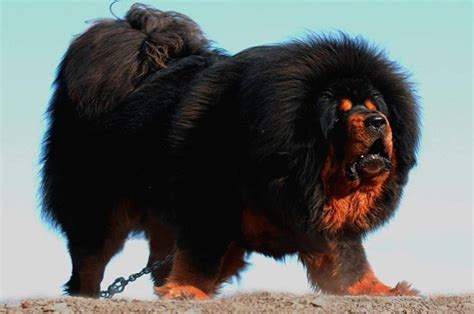 Amazing Big Furry Dog