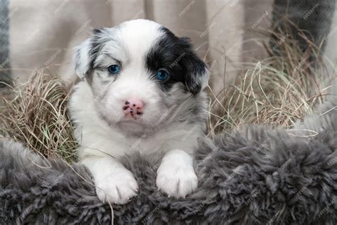 Amazing Border Collie Blue Merle