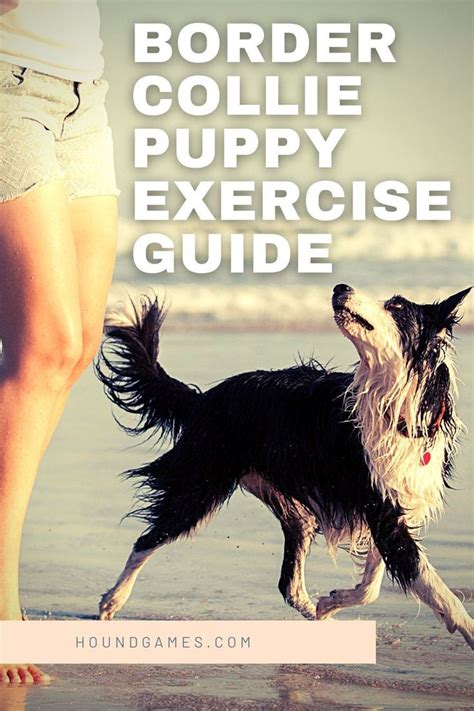 Amazing Border Collie Exercise