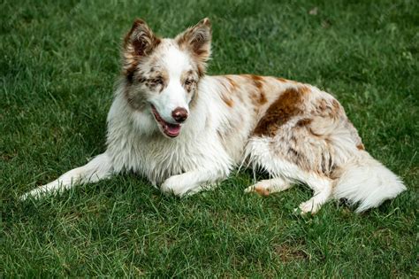 Amazing Border Collie Merle