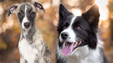 Amazing Border Collie Mix Temperament
