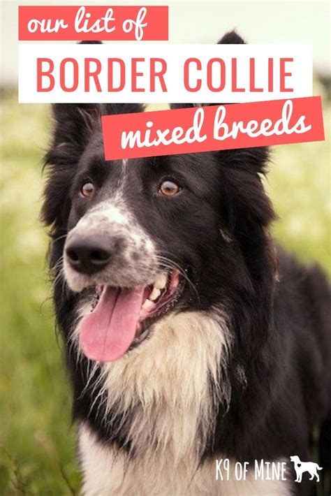 Amazing Border Collie Mixes