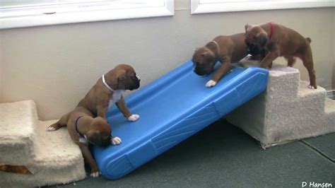 Amazing Boxer Puppies Playing