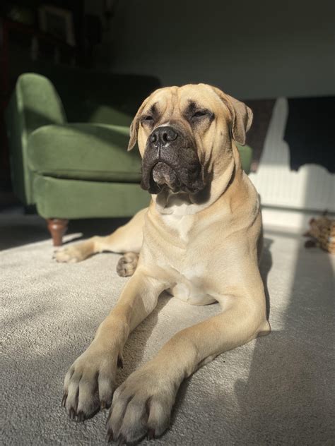 Amazing Bull Mastiff Cross