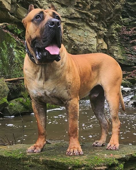 Amazing Bullmastiff Aggressive