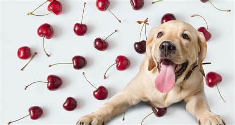 Amazing Can Dogs Eat Cherrys