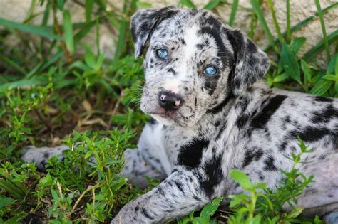 Amazing Catahoula Pups