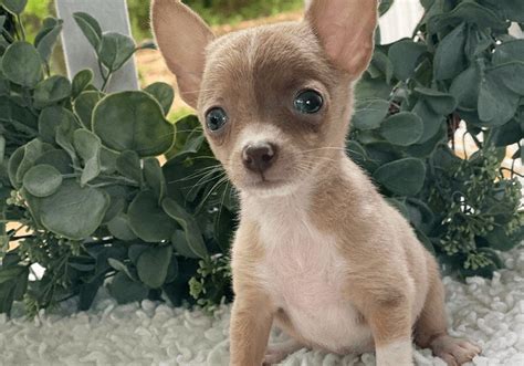 Amazing Cheap Chihuahuas For Sale