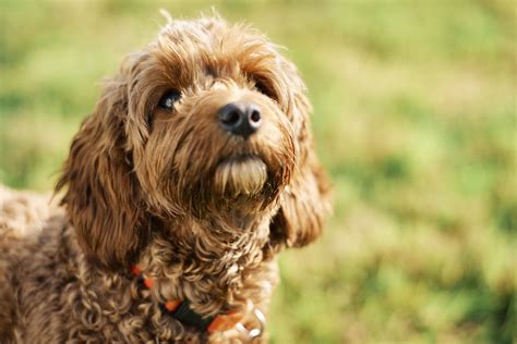 Amazing Cockapoo Care