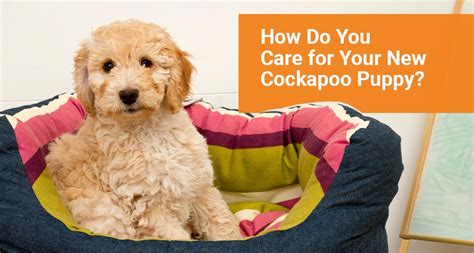 Amazing Cockapoo Puppy Care