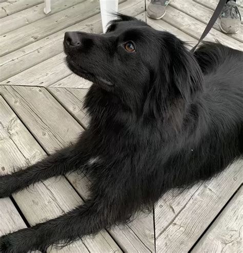 Amazing Collie Golden Retriever Mix