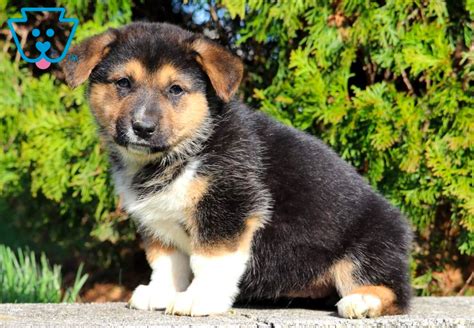 Amazing Corgi German Shepherd Mix Price