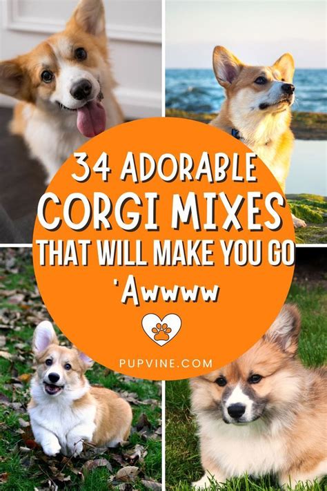 Amazing Corgi Mixed Breeds