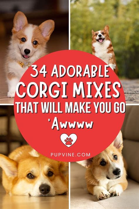 Amazing Corgi Mixes