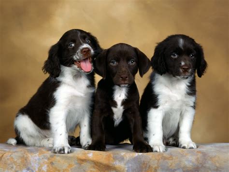 Amazing Cute Springer Spaniel Puppies
