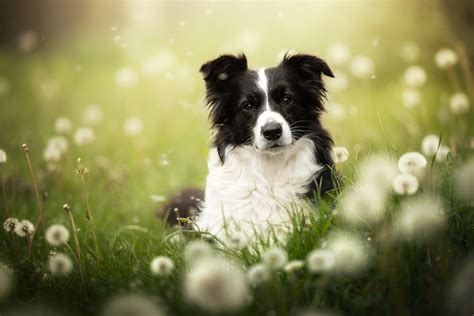 Amazing Cutest Border Collie