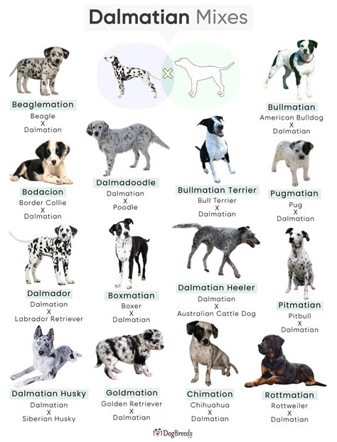 Amazing Dalmatian Mix