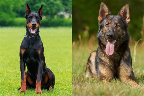 Amazing Doberman Mixed With German Shepherd