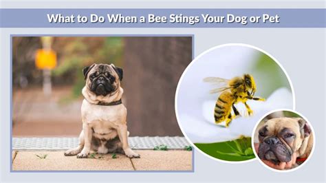 Amazing Dog Bee Stings
