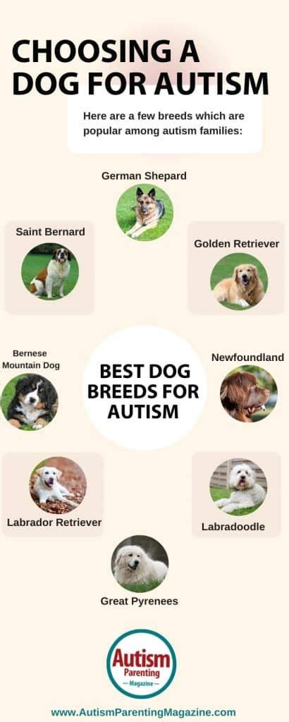 Amazing Dog Breeds For Autism