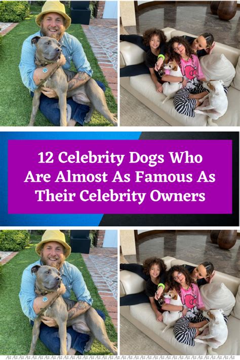 Amazing Dog Celebrity