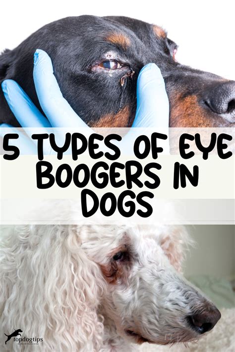 Amazing Dog Eye Boogers
