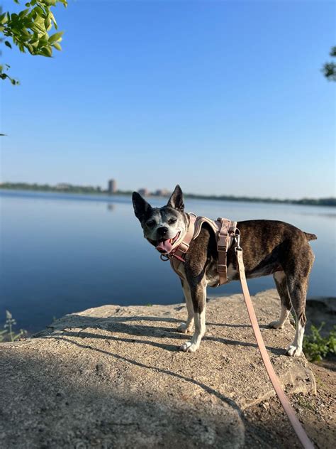 Amazing Dog Friendly Eagan