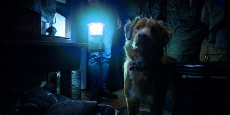 Amazing Dog Horror Movie