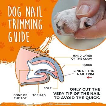 Amazing Dog Nail Cut Too Short