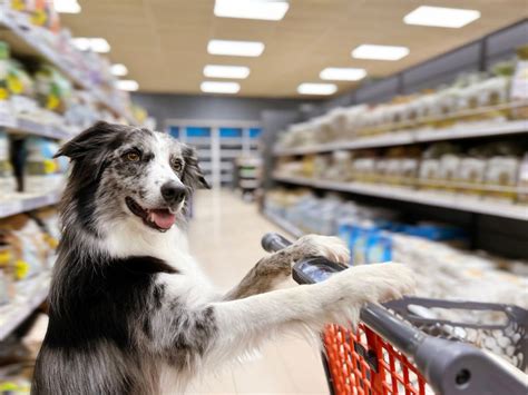 Amazing Dog Store Miami