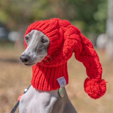 Amazing Dog With Hat On
