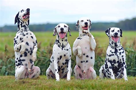 Amazing Dog With Spots