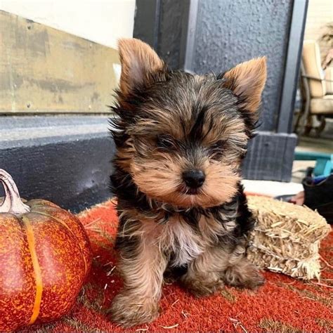 Amazing Dogs For Sale Yorkies