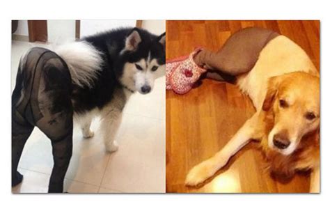 Amazing Dogs In Pantyhose