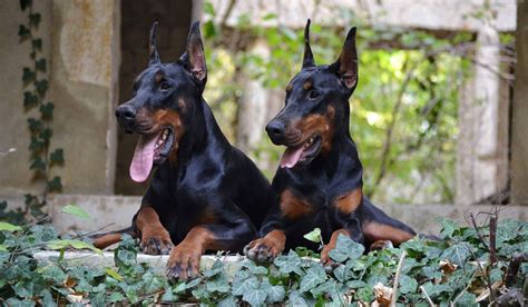 Amazing European Doberman