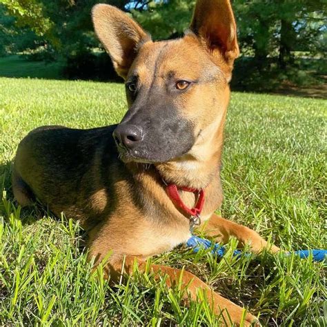 Amazing German Shepherd Mix