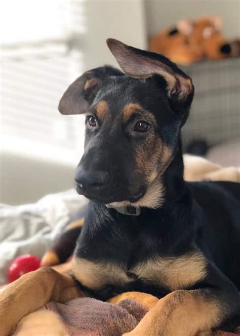 Amazing German Shepherd Mixed With Lab