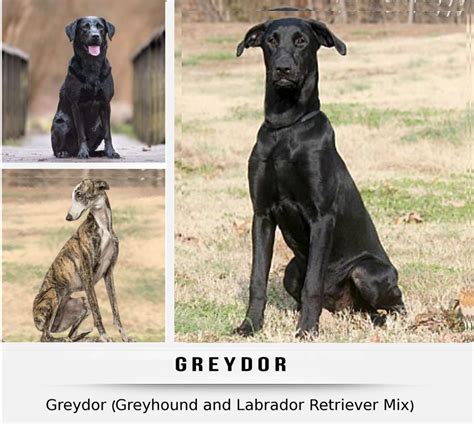 Amazing Greyhound Lab Mix