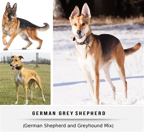 Amazing Greyhound Shepherd Mix
