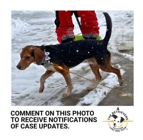 Amazing Home Safe What The Retrievers Is Doing To Help Mns Lost Dogs