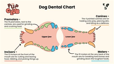 Amazing How Many Teats Does A Dog Have