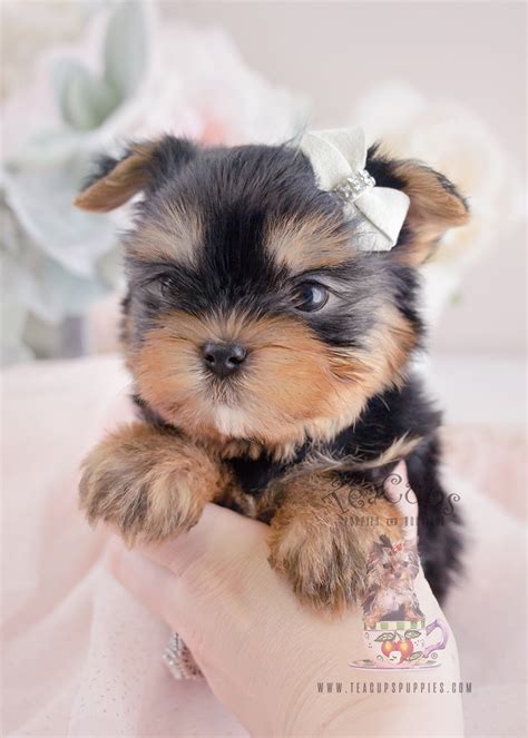 Amazing How Much Is A Teacup Yorkie