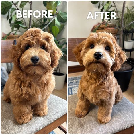 Amazing How To Look After A Cockapoo