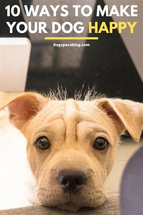 Amazing How To Make Your Dog Happy